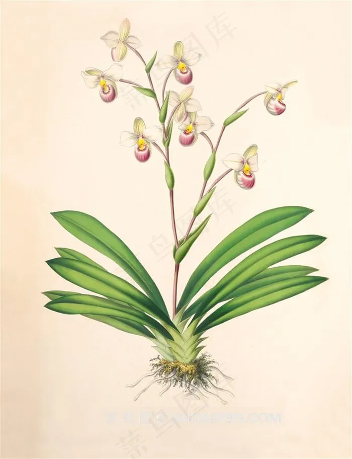 高清花卉彩绘插画图片