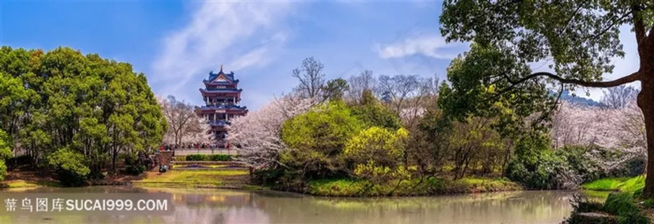 鼋头渚的浪漫樱花谷全景接片 鼋头渚的浪漫樱花谷全景接片