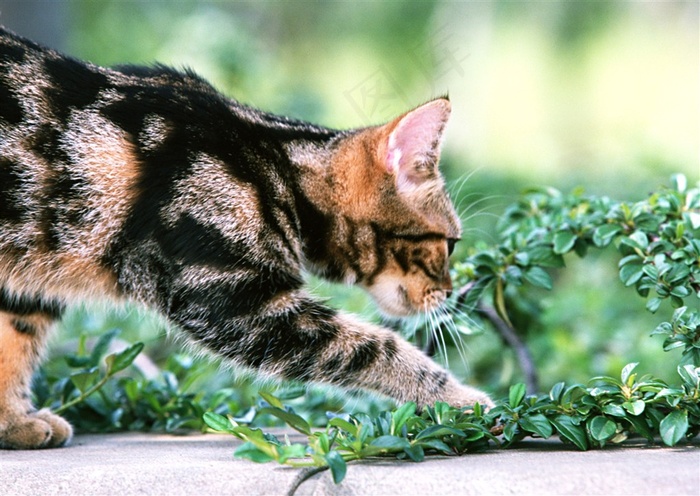 猫生物世界摄影图片