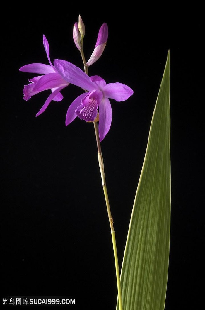 超高清兰花鲜花图片