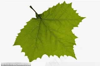 叶片标本（枫叶）