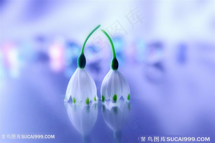 唯美晶莹剔透鲜花图片