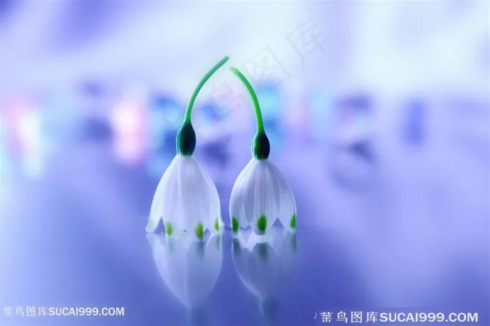 唯美晶莹剔透鲜花图片