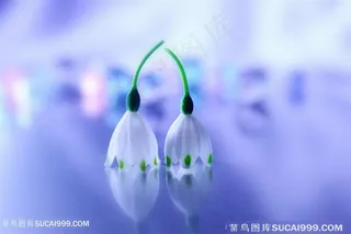 唯美晶莹剔透鲜花图片