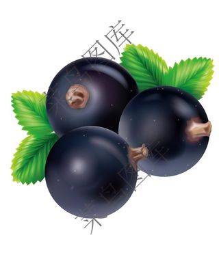 蓝莓矢量图