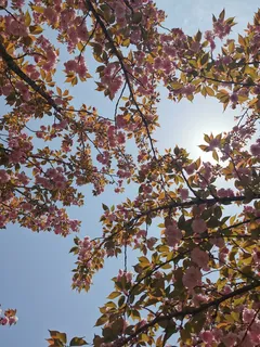 浪漫樱花晚樱 浪漫樱花晚樱