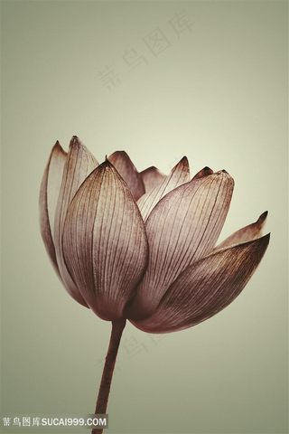 荷韵唯美莲花高清装饰画