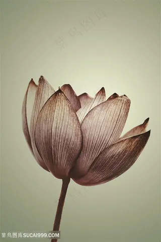 荷韵唯美莲花高清装饰画