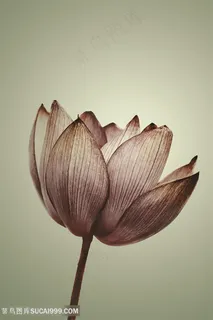 荷韵唯美莲花高清装饰画 荷韵唯美莲花高清装饰画