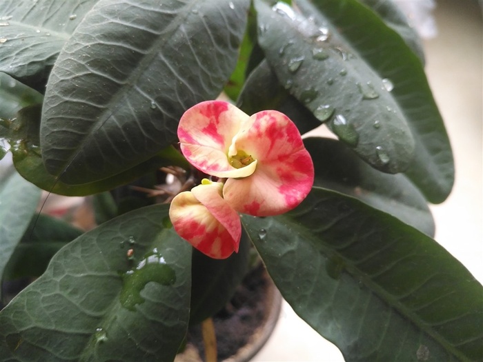 美丽虎刺梅鲜花