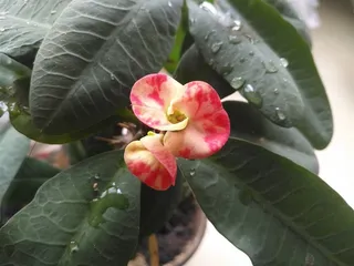 美丽虎刺梅鲜花