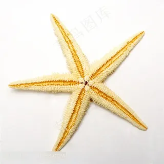 海生无脊椎动物海星摄影大图