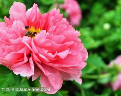 富贵风流牡丹花高清写真图