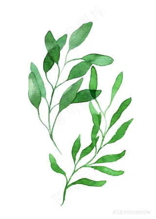 水彩绿叶时尚插画