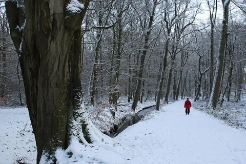 冬天树林雪景图片 冬天树林雪景图片