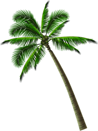 树木树枝树叶免扣素材