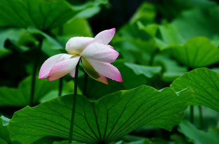 雨后荷花图片