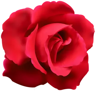 玫瑰 红色 红玫瑰 玫瑰花 花朵 鲜花特写 免抠 花束