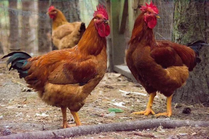 鸡母公鸡走地鸡散养鸡鸡肉农村牧场小鸡