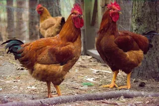 鸡母公鸡走地鸡散养鸡鸡肉农村牧场小鸡