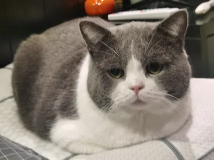 精德的猫照片5 精德的猫照片5