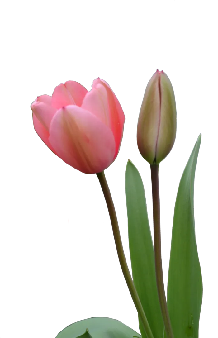 郁金香花朵素材谷雨春季谷雨
