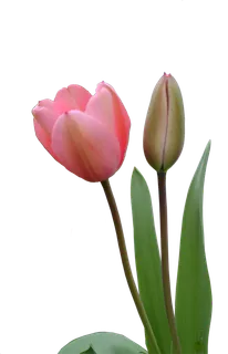 郁金香花朵素材谷雨春季谷雨 郁金香花朵素材谷雨春季谷雨