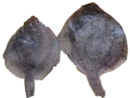 多宝鱼比目鱼免抠高清食物实物摄影实拍素材元素