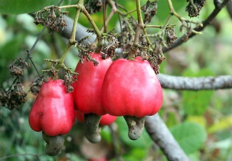 山上红色野腰果
