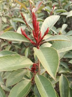 寒冷中的绿叶花苞