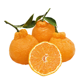 丑橘 (1)水果超市商品白底图免抠实物摄影png格式图片透明底