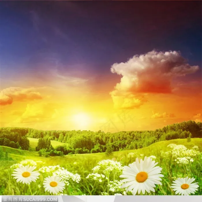 阳光下的野菊花4高清图片素材