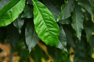 大叶片绿色背景