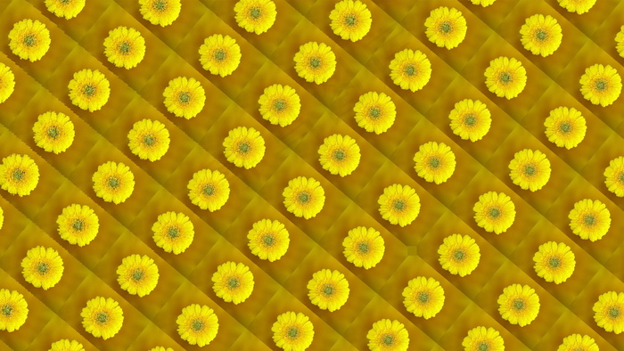 黄色小花纹理图片