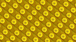 黄色小花纹理图片