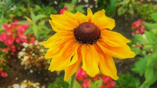 金光菊花朵开放图片