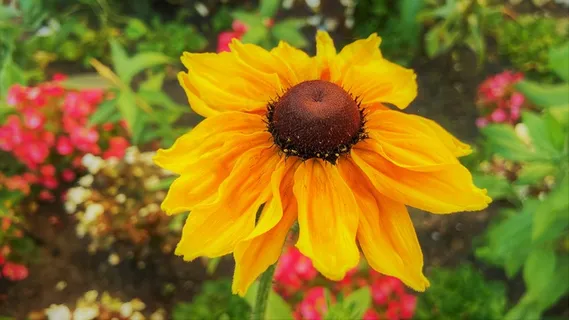 金光菊花朵开放图片 金光菊花朵开放图片