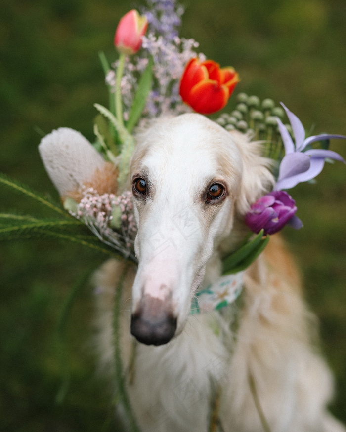 苏俄猎狼犬图片