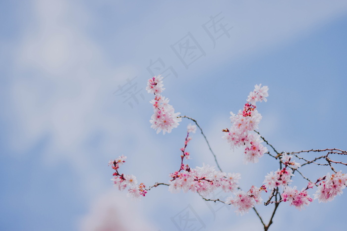 粉色梅花意境图片