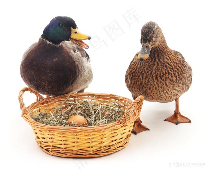 两只鸭子纠结窝里的鸡蛋