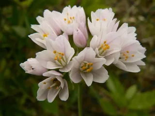 夏天美丽花朵特写图片