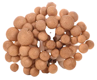 蘑菇 (14)超市商品白底图免抠实物摄影png格式图片透明底