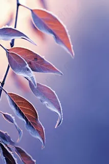 紫色枝叶清新背景