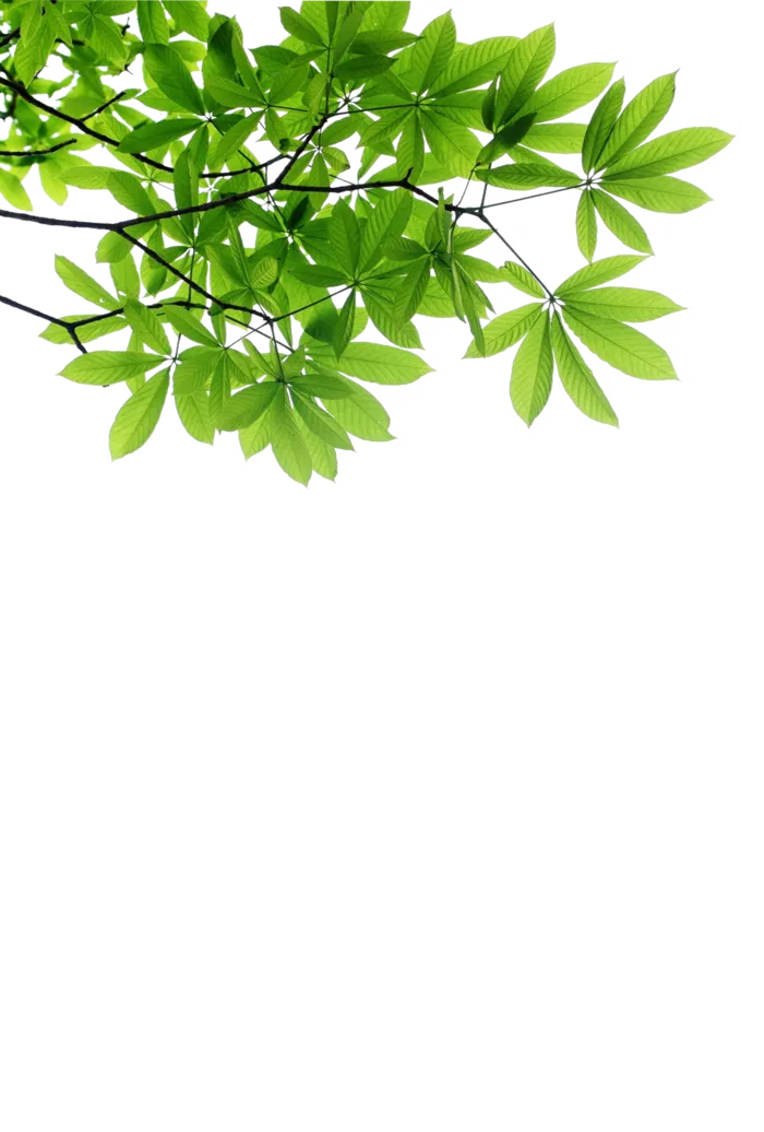 树木树枝树叶免扣素材