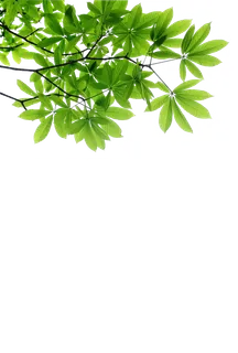 树木树枝树叶免扣素材