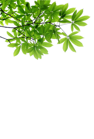 树木树枝树叶免扣素材