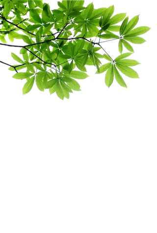 树木树枝树叶免扣素材