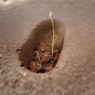 万物复苏，发芽，种子，