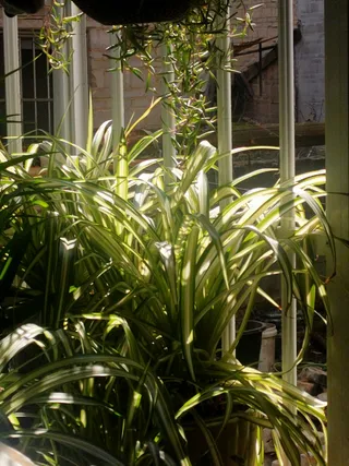 午时阳光下的兰草