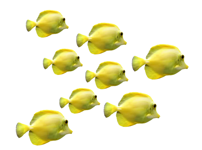鱼 一群鱼 水下世界 海 海洋生物 一群 水下 水族馆